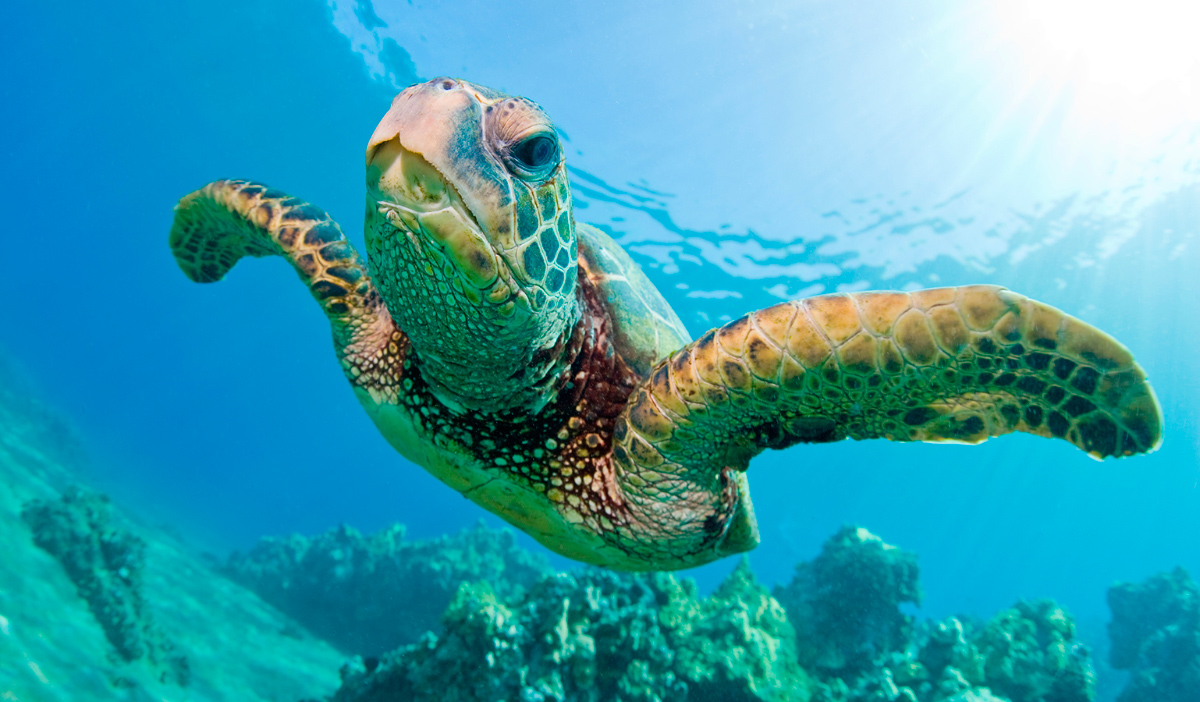 Fotos de tortugas marinas