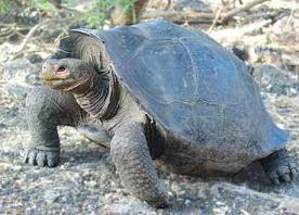 Foto de tortuga gigante galápagos