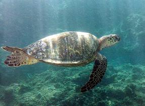 Foto de tortuga marina