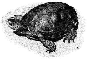 Dibujo de tortuga en blanco y negro