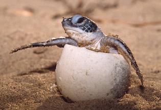 Nacimiento de una tortuga marina